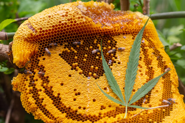 Dorset  Beekeeping training