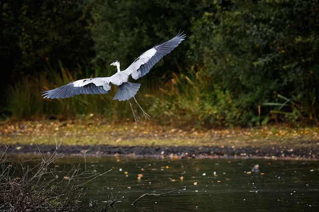 birdwatching-training