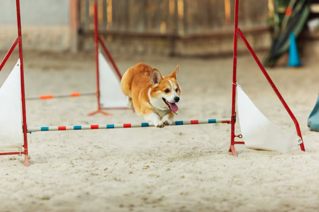  Stoke Dog Agility training